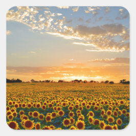 Sonnenblumen im Sonnenuntergang Quadratischer Aufkleber