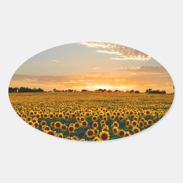 Sonnenblumen im Sonnenuntergang Rechteckiger Aufkleber (Vorderseite)