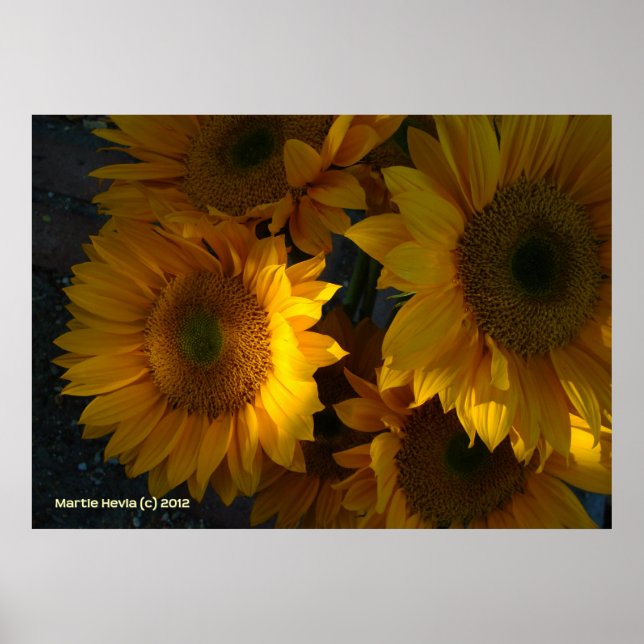 Sonnenblumen in der Abenddämmerung Poster (Vorne)