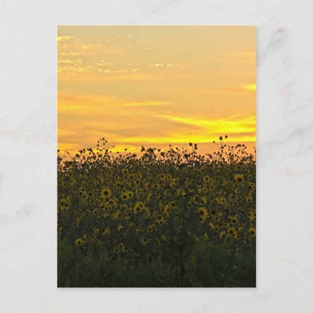 Sonnenblumen in der Abenddämmerung Postkarte (Vorderseite)