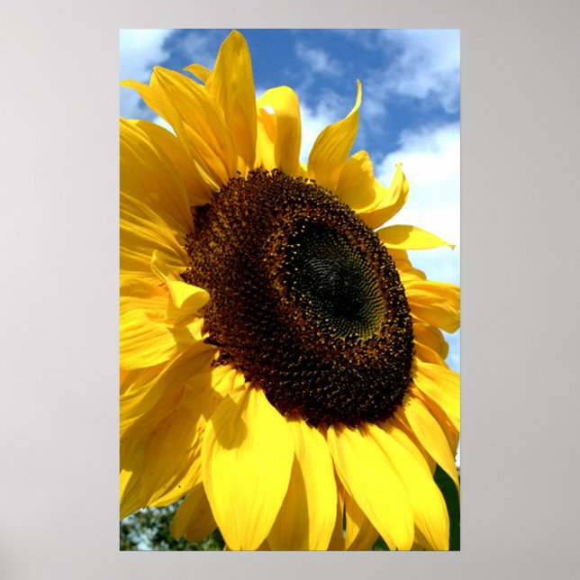 Sonnenblumen in der Nähe der Galerie Poster (Vorne)