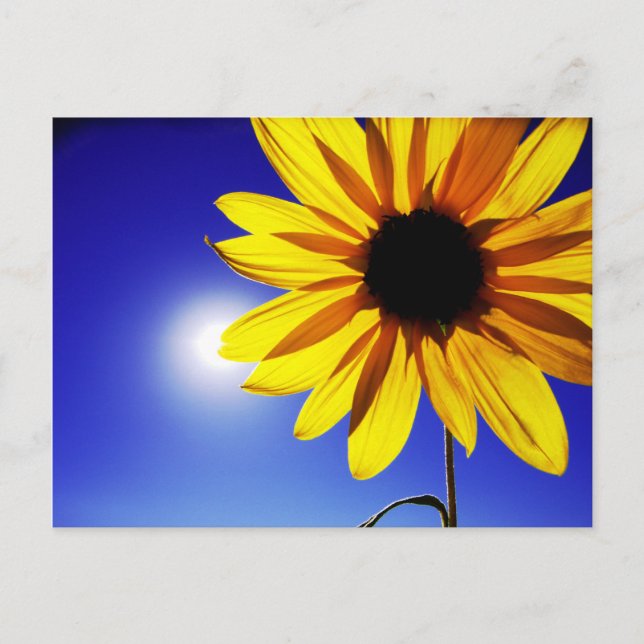 Sonnenblumen in der Sonnenstraße Postkarte (Vorderseite)