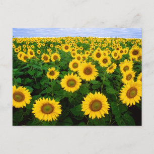 Sonnenblumen in Fargo, nördlich von Dakota Postkarte