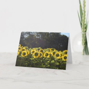 Sonnenblumen in Frankreich Feiertagskarte