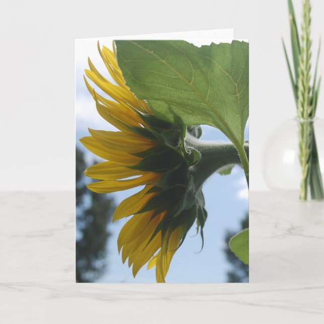 Sonnenblumen in Frankreich Feiertagskarte (Vorderseite)