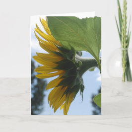 Sonnenblumen in Frankreich Feiertagskarte