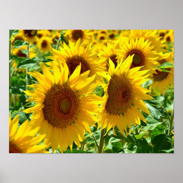 Sonnenblumen in Frankreich schließen Poster (Vorne)