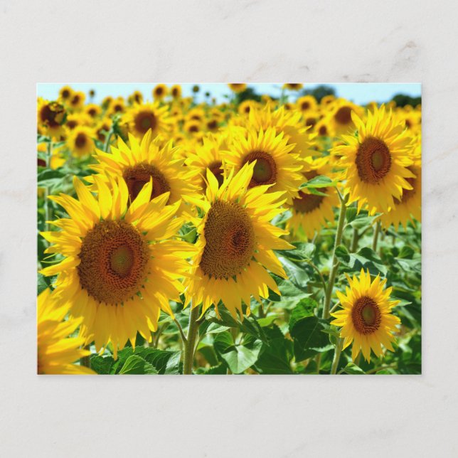 Sonnenblumen in Frankreich schließen Postkarte (Vorderseite)