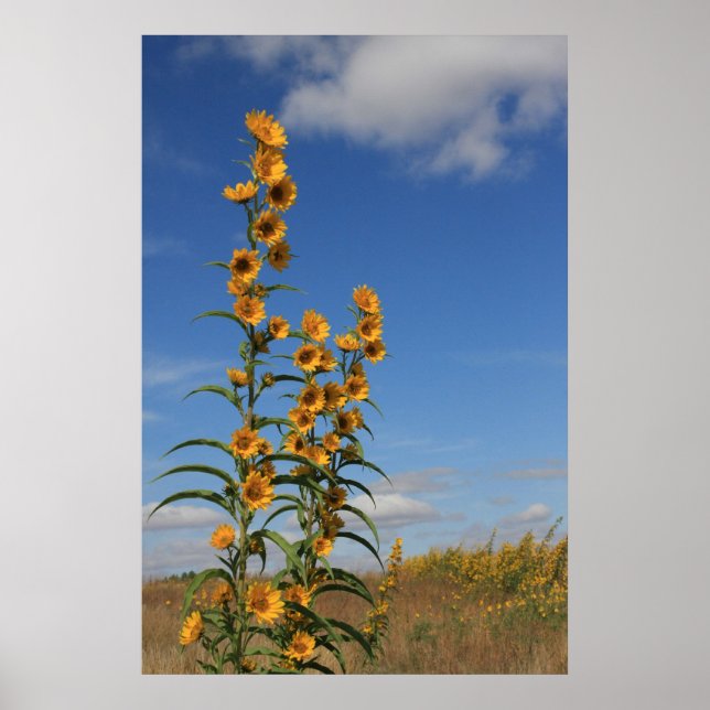 Sonnenblumen in Minnesota Poster (Vorne)