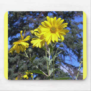 Sonnenblumen in Pinien Mousepad