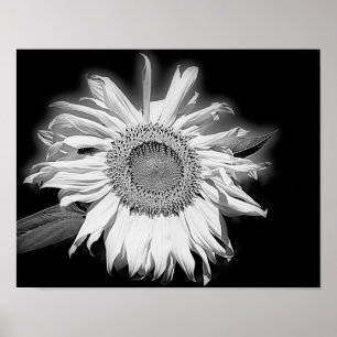 Sonnenblumen in Schwarz und Weiß Poster