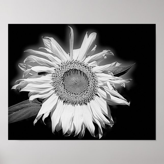 Sonnenblumen in Schwarz und Weiß Poster (Vorne)
