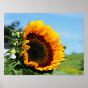 Sonnenblumen in Sunshine Blume Orton Wirkung Poster