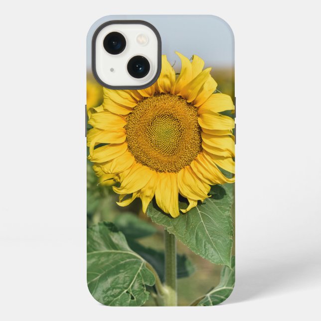 Sonnenblumen iPhone 13 Hülle (Rückseite)