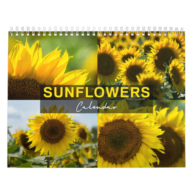 Sonnenblumen-Kalender - Fotosammlung Kalender (Titelbild)