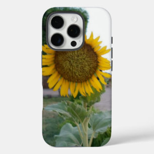 Sonnenblumen Kunstprint iPhone 16 Pro Hülle