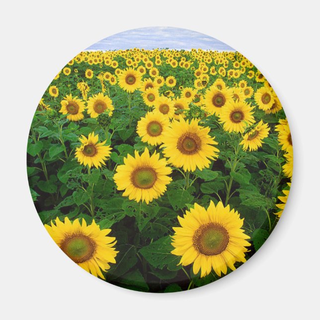 Sonnenblumen Magnet (Vorne)