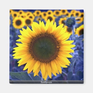 Sonnenblumen Magnet