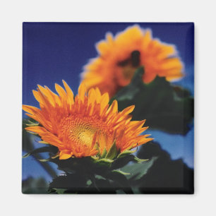 Sonnenblumen Magnet