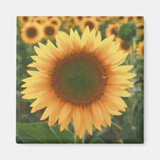 Sonnenblumen Magnet