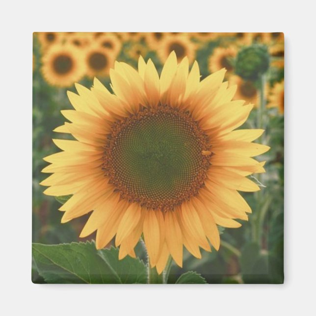 Sonnenblumen Magnet (Vorne)