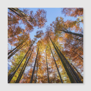 Sonnenblumen Magnetkarte