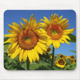 Sonnenblumen, Mausunterlage Mousepad
