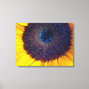 Sonnenblumen mit Blue Center Closeup Leinwand Art