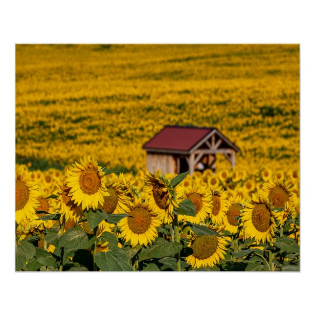 Sonnenblumen Morgen Poster (Vorderseite)
