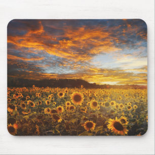 Sonnenblumen Mousepad