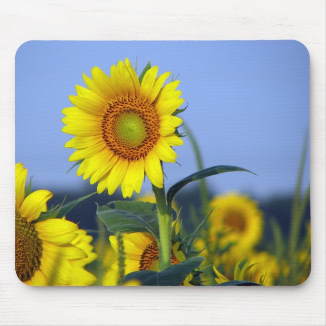 Sonnenblumen Mousepad (Vorne)