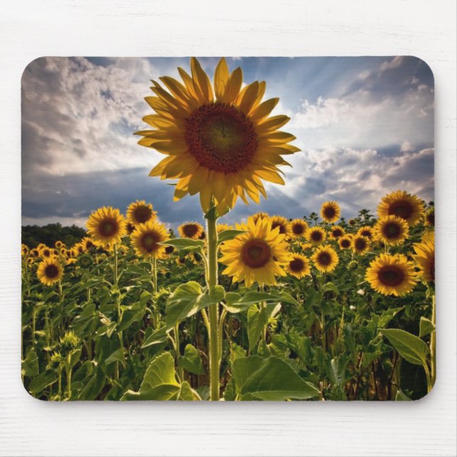 Sonnenblumen Mousepad (Vorne)