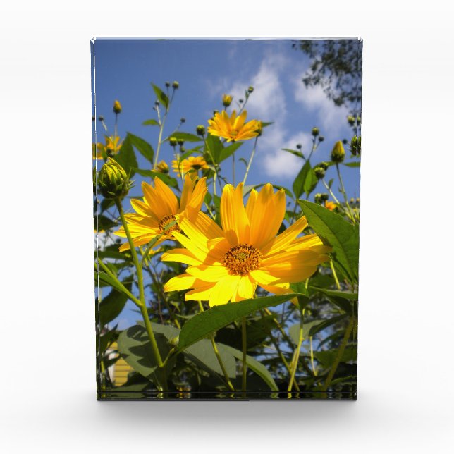 Sonnenblumen N Sky Wrapped Canvas Fotoblock (Vorderseite)