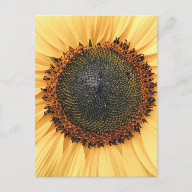 Sonnenblumen Nah-up Foto Postkarte (Vorderseite)