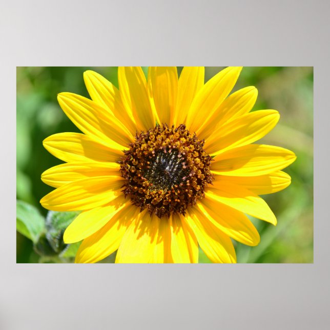 Sonnenblumen Nah-Up-Poster Poster (Vorne)