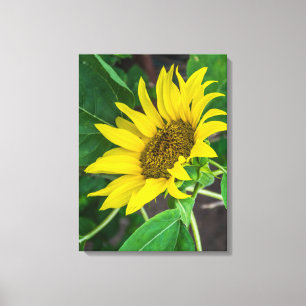 Sonnenblumen-nahe Leinwand