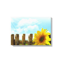 Sonnenblumen Natur Schönheit