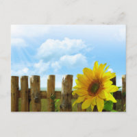 Sonnenblumen Natur Schönheit