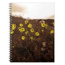 Sonnenblumen