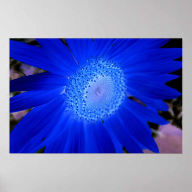 Sonnenblumen Poster (Vorne)