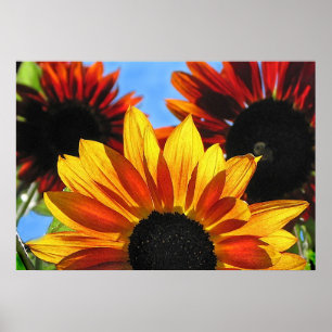 Sonnenblumen Poster