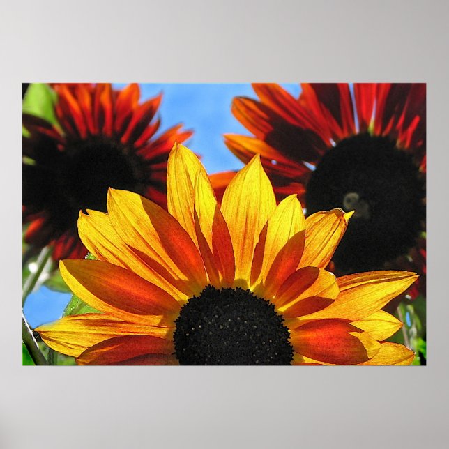 Sonnenblumen Poster (Vorne)