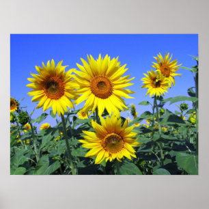 Sonnenblumen Poster