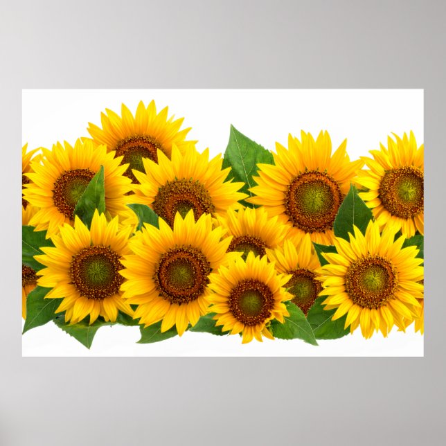 Sonnenblumen Poster (Vorne)