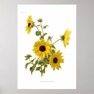 Sonnenblumen Poster