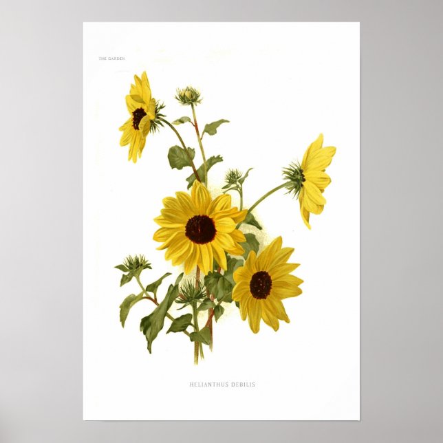 Sonnenblumen Poster (Vorne)