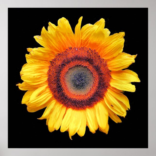 SONNENBLUMEN POSTER (Vorne)