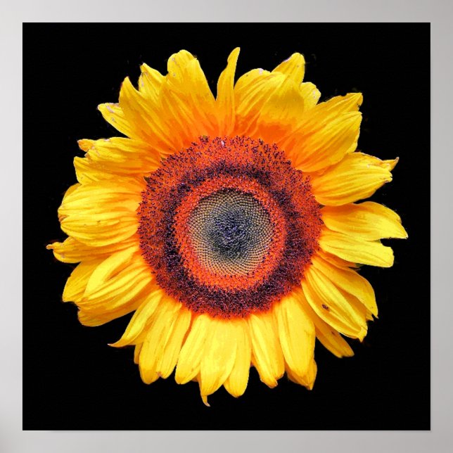 SONNENBLUMEN POSTER (Vorne)
