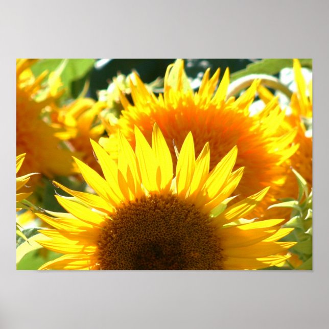 Sonnenblumen Poster (Vorne)