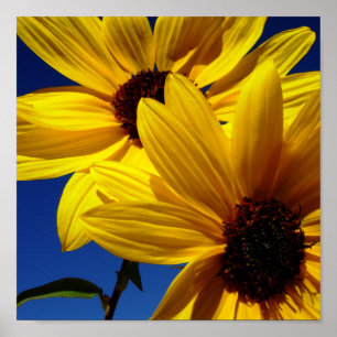 Sonnenblumen Poster